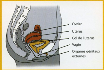 Comprendre les termes utilisés par mon médecin | Société Française ...